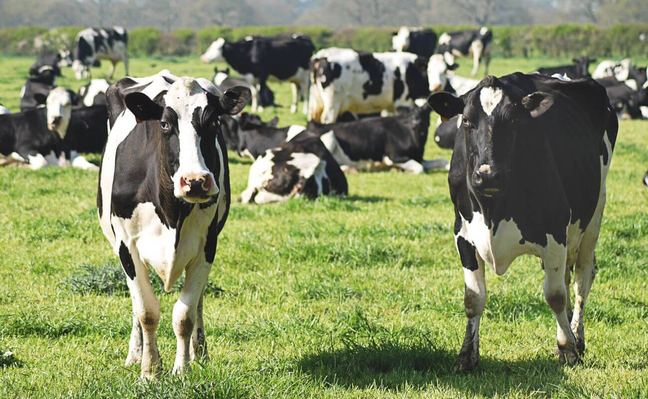 From Pasture to Pour: Unleashing the Milky Marvels of Australia