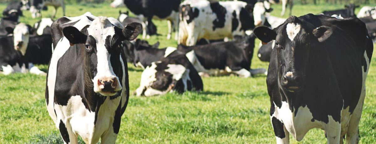 From Pasture to Pour: Unleashing the Milky Marvels of Australia