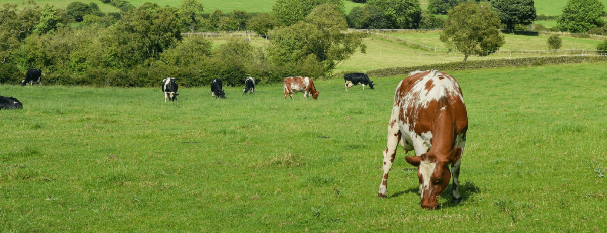 “Lean ship” + straight talking gets results for Fonterra